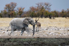 Elephant, Greater Kudu