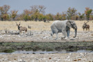 Elephant, Greater Kudu, Burchell’s Zebra