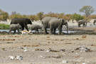 Elephant, Thomson’s Gazelle