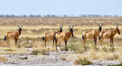 Red Hartebeest