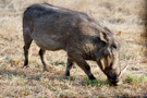 Warthog