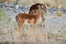 Springbok Antelope