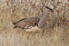 Kori Bustard