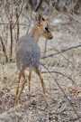 Damara Dik-dik