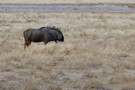 Wildebeest