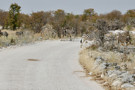 Burchell’s Zebra