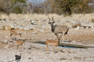 Springbok Antelope, Helmeted Guineafowl, Thomson’s Gazelle, Greater Kudu