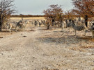 Burchell’s Zebra