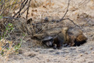 Bat-eared Fox