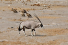 Hooded Vulture, Oryx