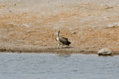 Hooded Vulture