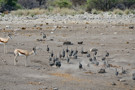 Springbok Antelope, Helmeted Guineafowl