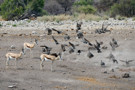 Springbok Antelope, Helmeted Guineafowl