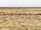 Springbok Antelope