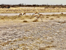 Springbok Antelope