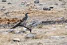 Southern Yellow-billed Hornbill