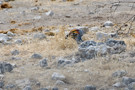 Southern Yellow-billed Hornbill