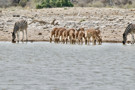 Burchell’s Zebra, Springbok Antelope