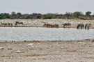 Burchell’s Zebra, Springbok Antelope