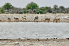 Burchell’s Zebra, Springbok Antelope