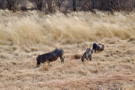 Warthogs