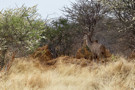 Greater Kudu