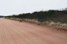 Bat-eared Fox