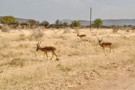 Common Impala