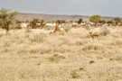 Common Impala, Termite Mound