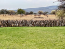 Greater Kudu (birds in front of the fence are sculptures)