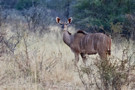 Greater Kudu