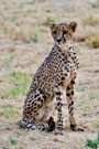 Cheetah