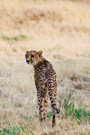 Cheetah