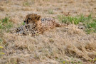 Cheetah