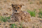 Cheetah