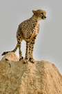 Cheetah