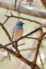 Blue Waxbill