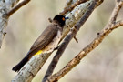 African Red-Eyed Bulbul