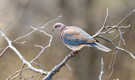 Laughing Dove