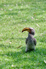 Southern Yellow-billed Hornbill