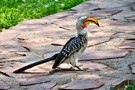 Southern Yellow-billed Hornbill