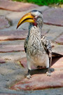 Southern Yellow-billed Hornbill