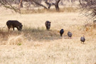 Warthog, Helmeted Guineafowl