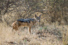 Black-backed Jackal