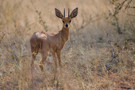 Damara Dik-dik