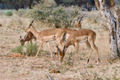 Common Impala