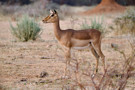 Common Impala