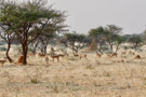 Common Impala