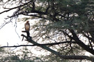 Tawny Eagle