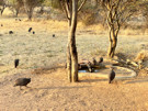 Helmeted Guineafowl